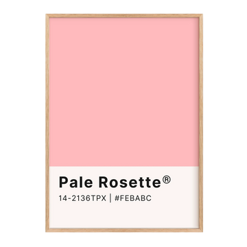 Pale Rosette