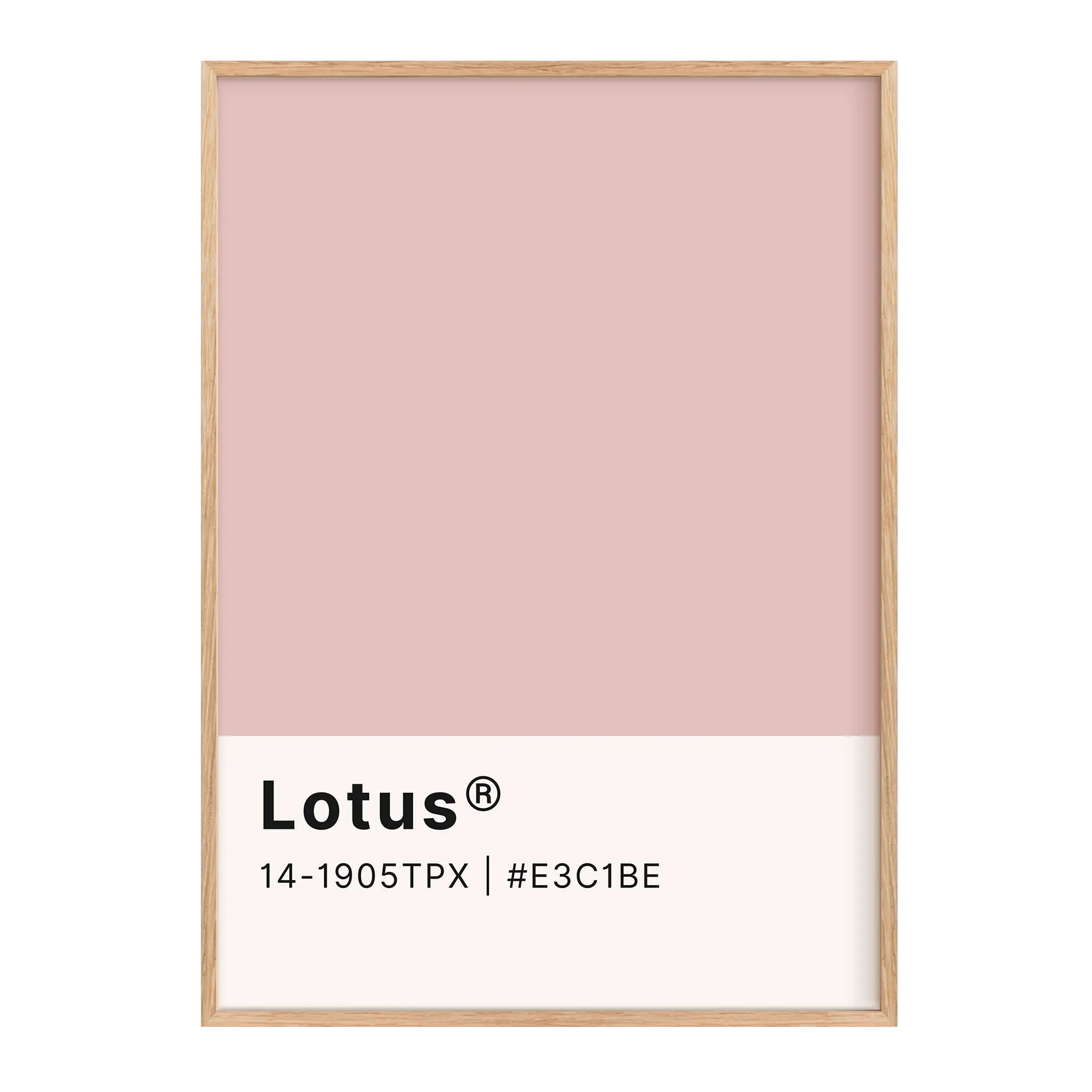 Lotus