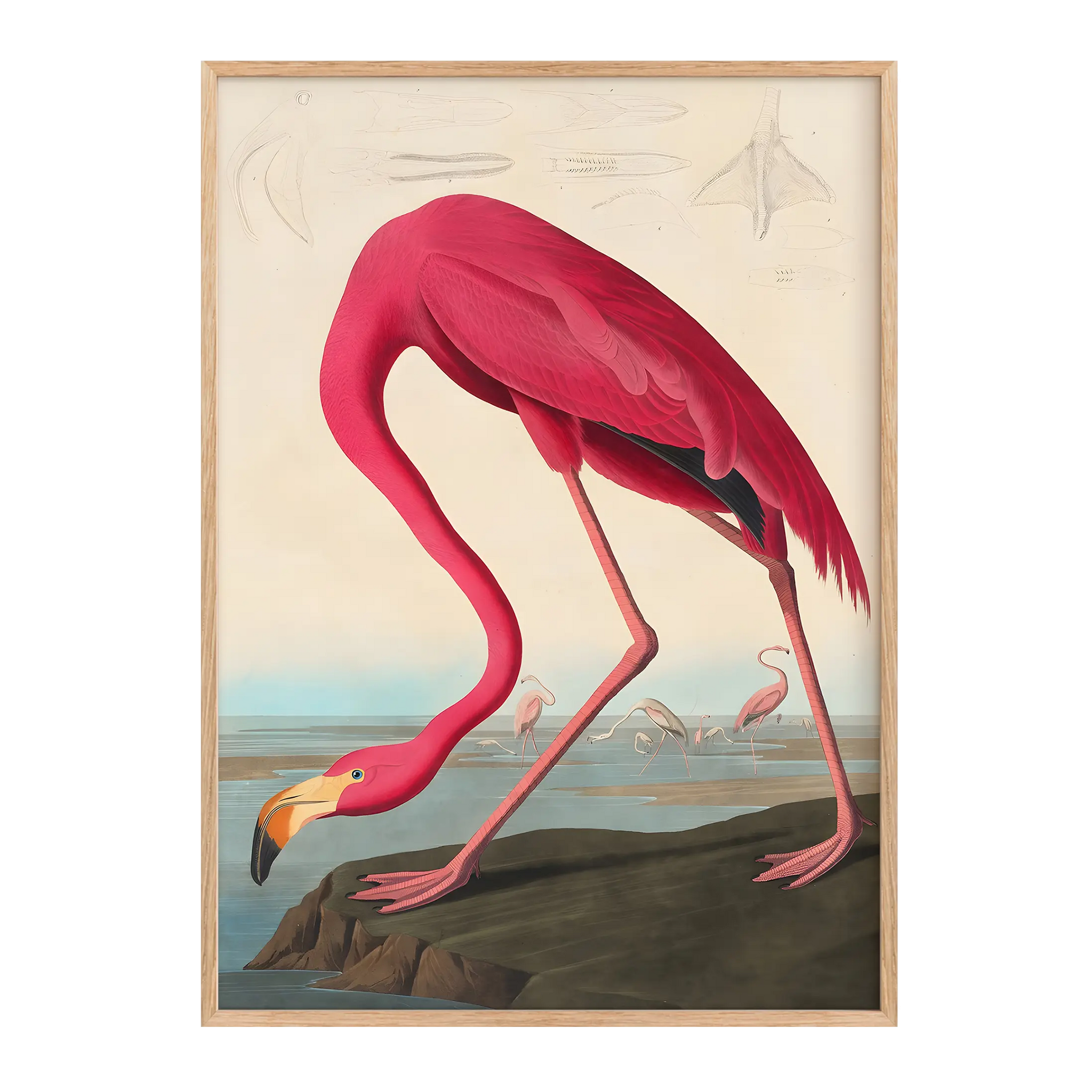 Le Flamant Rose