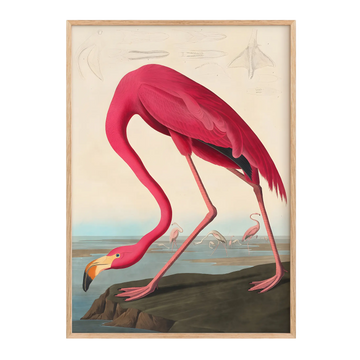 Le Flamant Rose